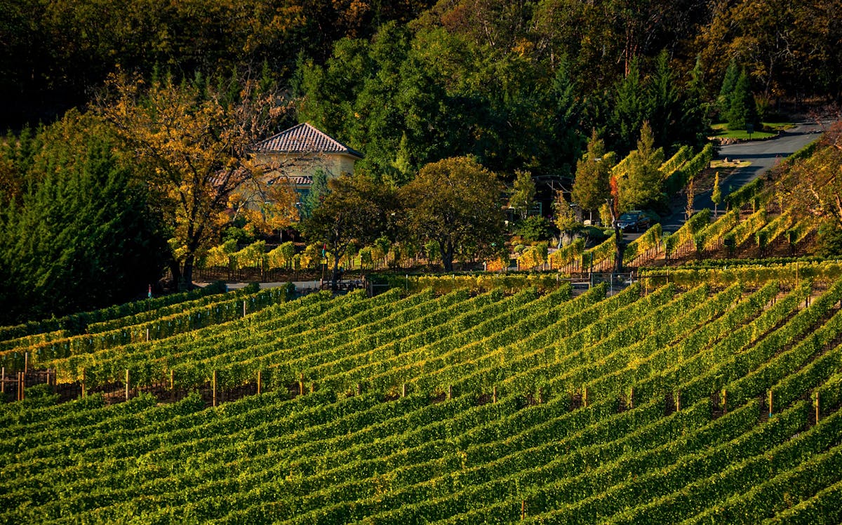 wine field