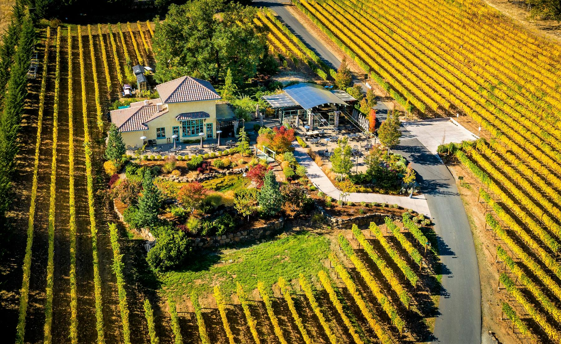 vineyard