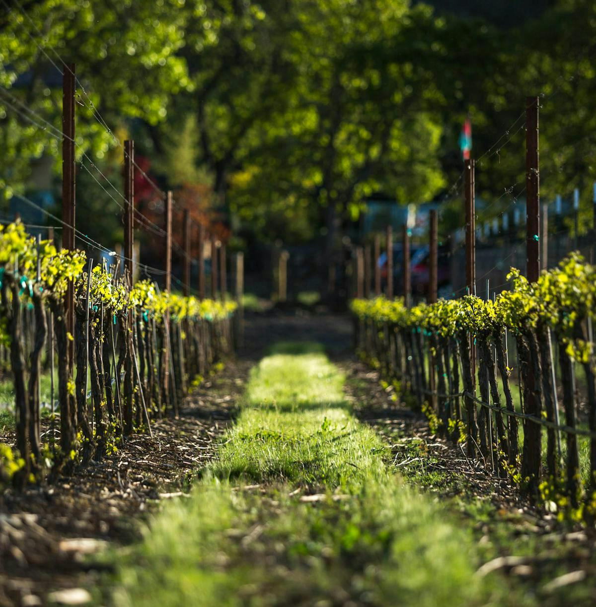 a vineyard landscape