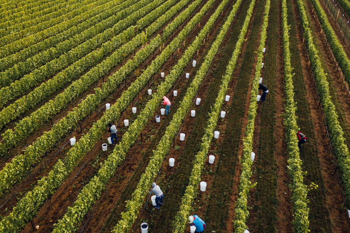 a group of people that are standing in the grass