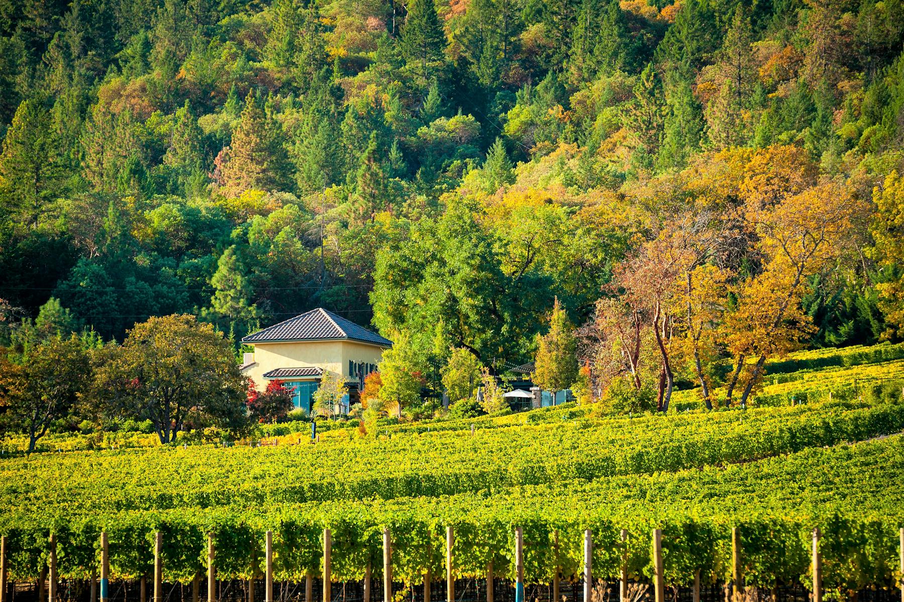 vineyard