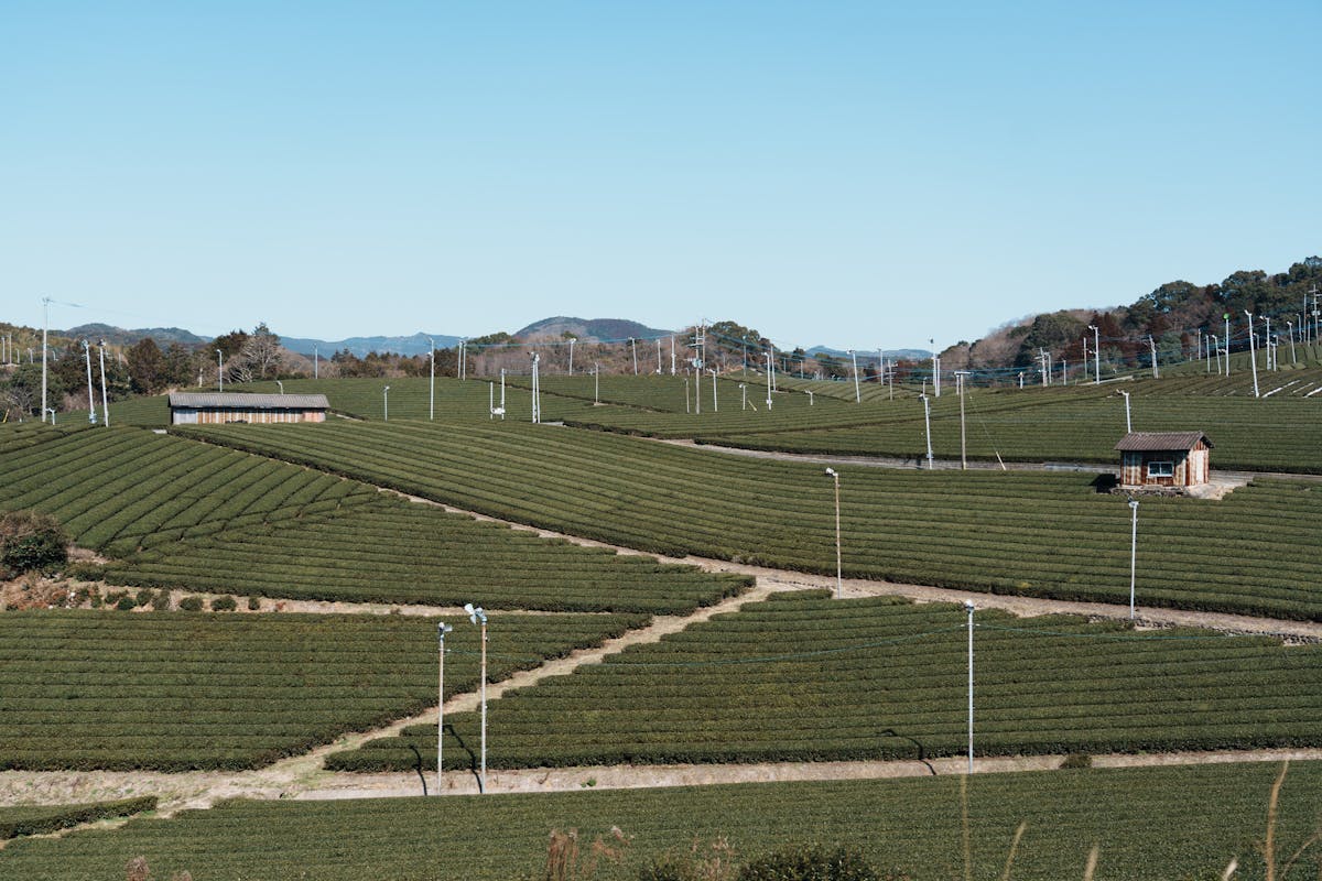 a herd of sheep grazing in a fenced in area
