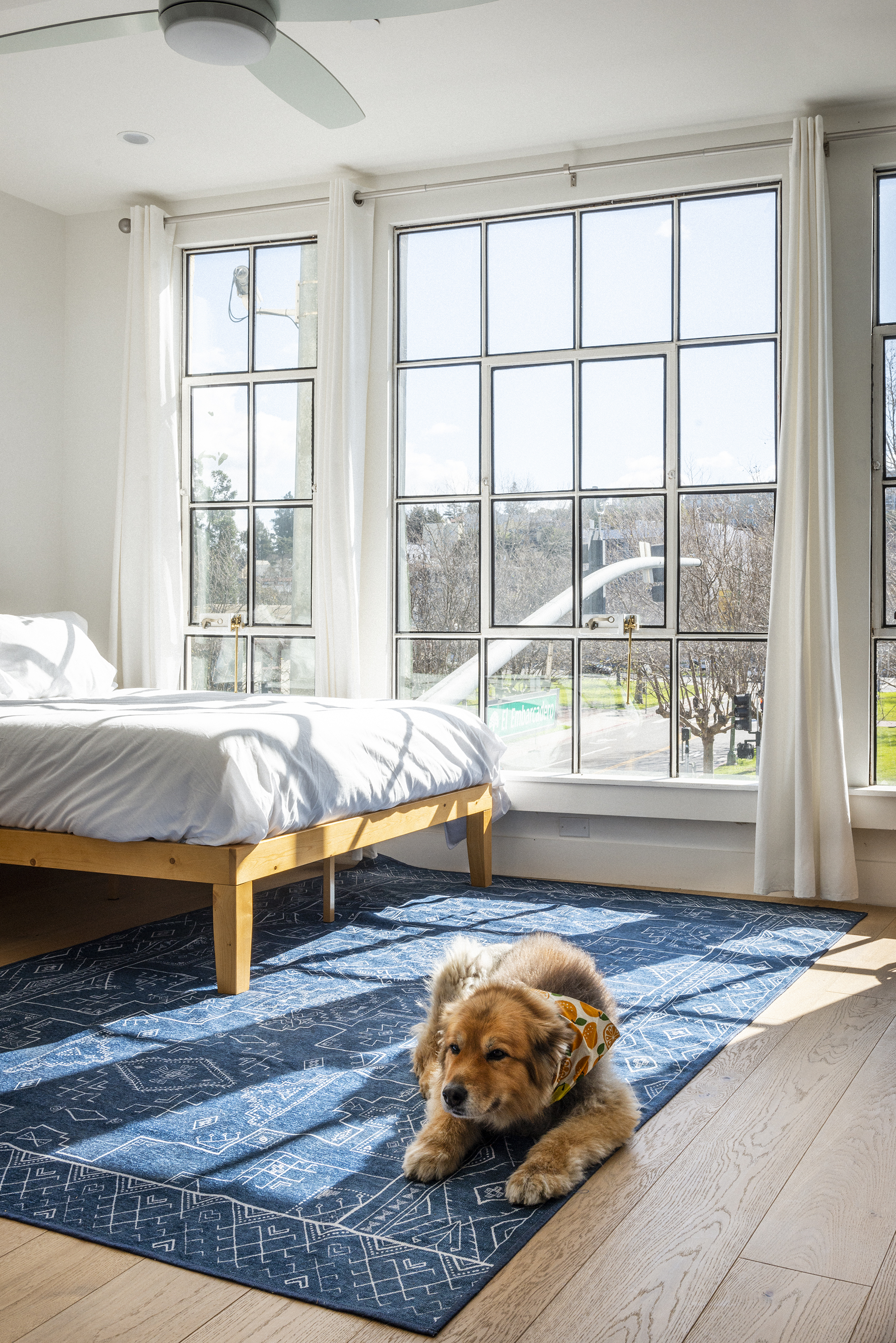 a dog sitting on a bed next to a window