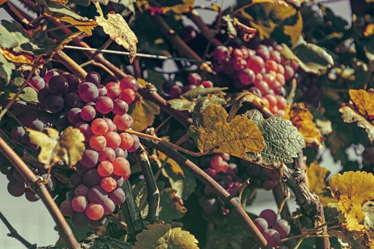 a group of fruit hanging from a tree