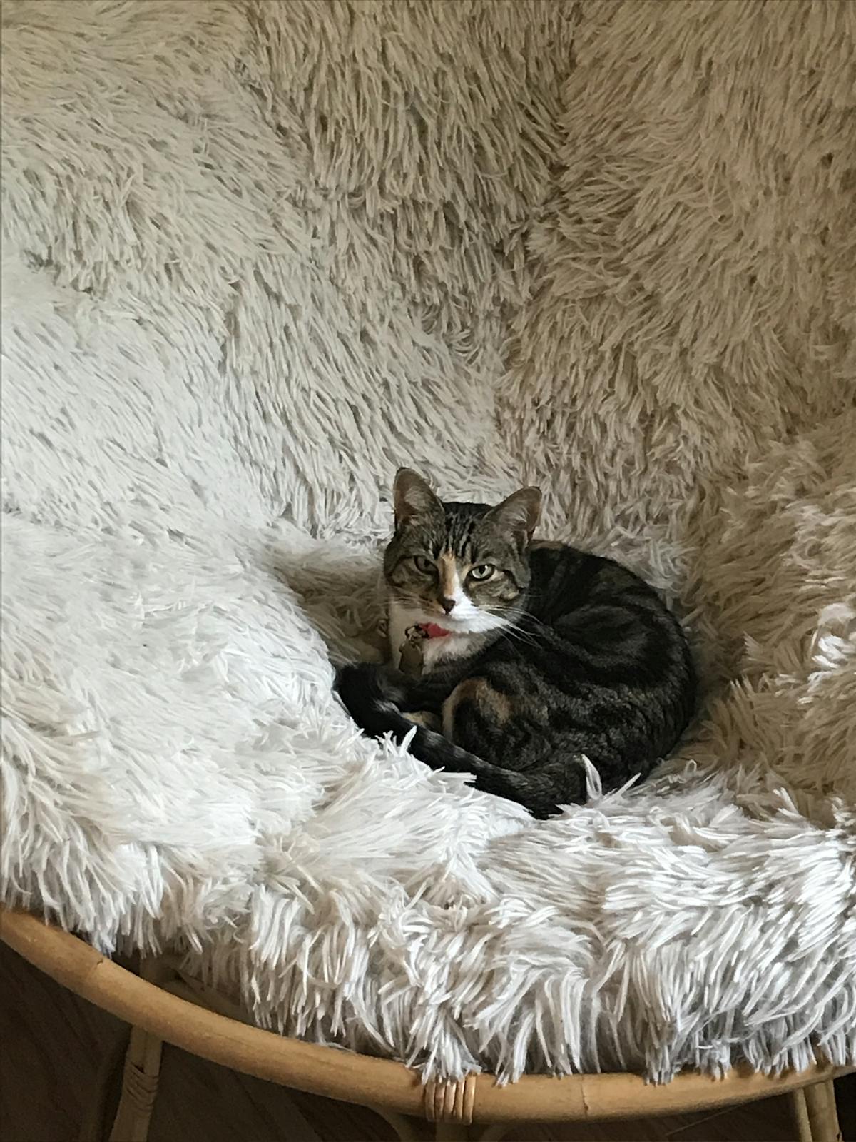 a cat lying on a bed