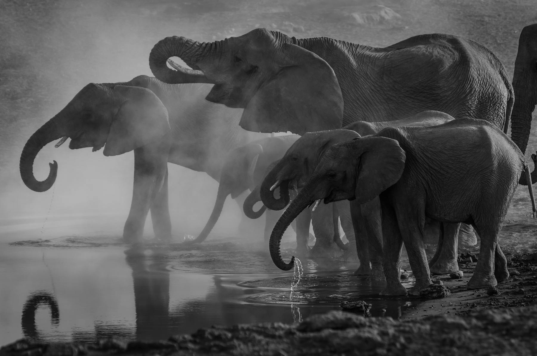 a herd of elephants standing next to a body of water