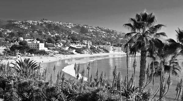 a group of palm trees next to a body of water