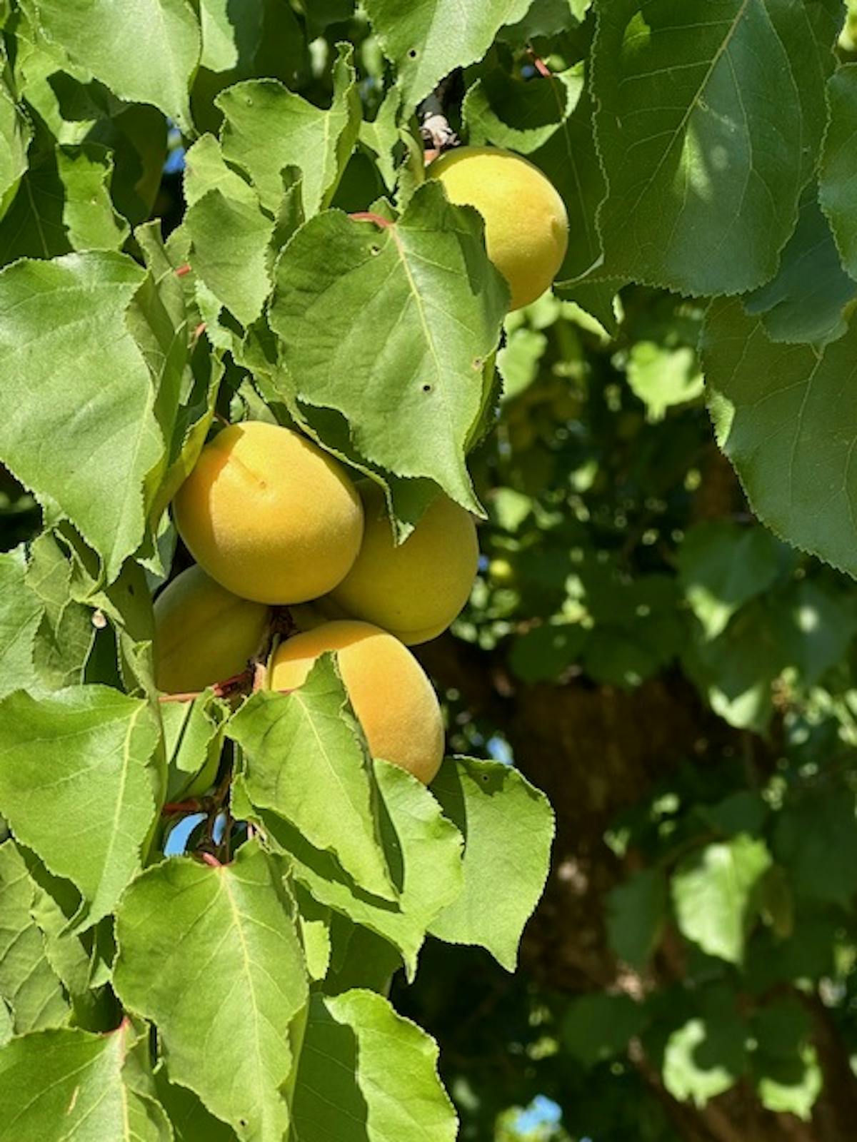 a close up of a green plant