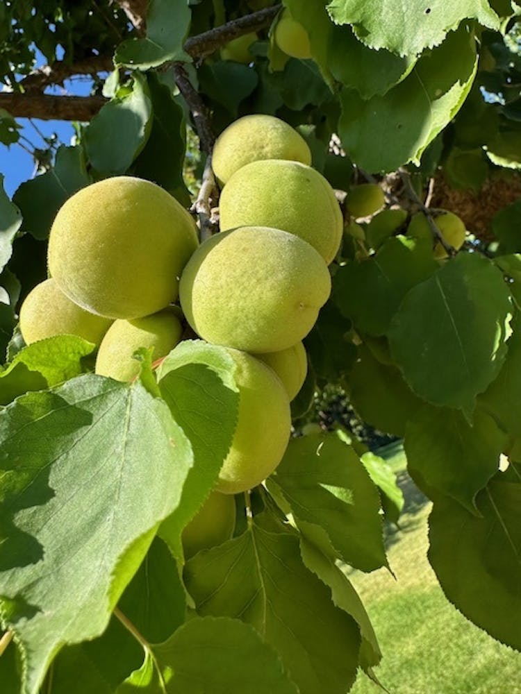 a close up of a fruit hanging from a tree