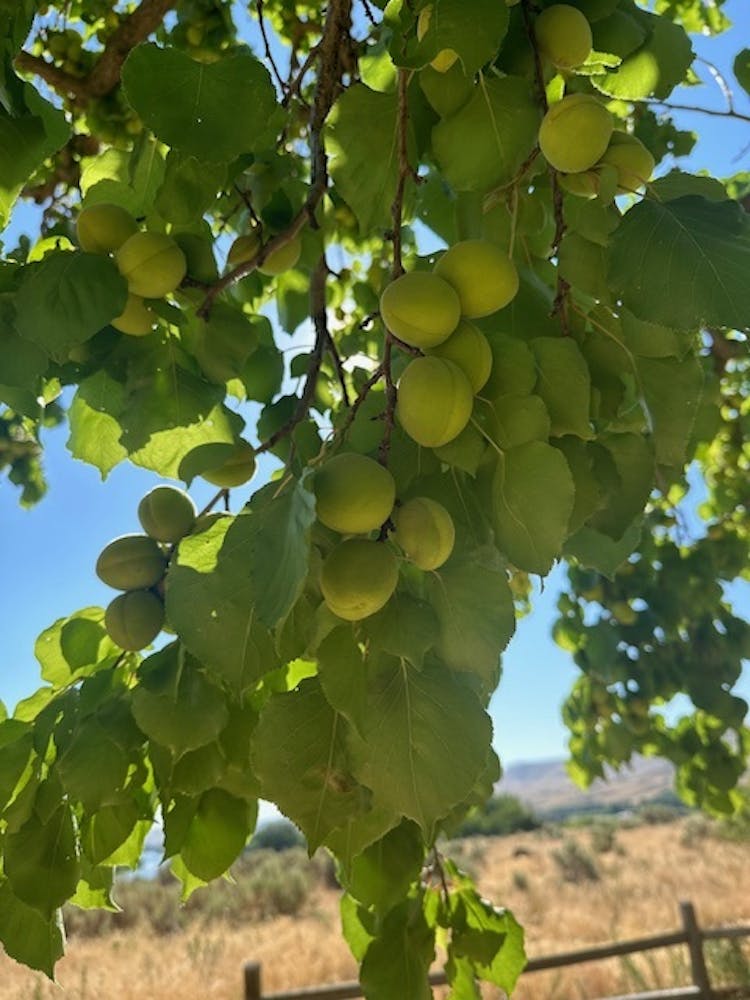 a group of fruit hanging from a tree