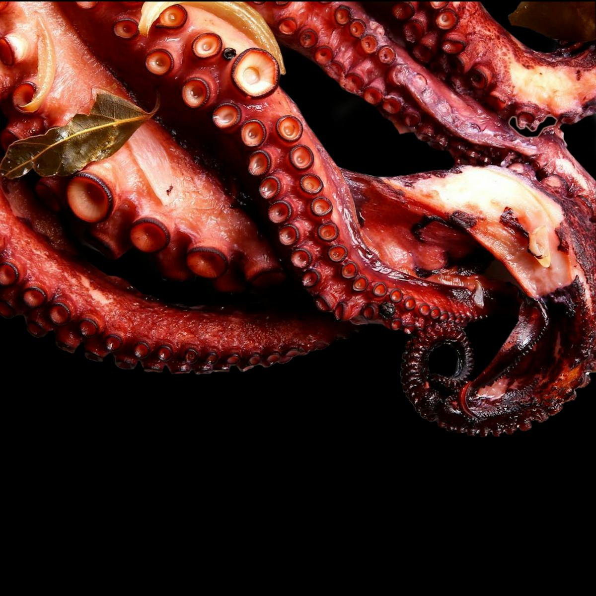 OCEANOS GRILLED OCTOPUS