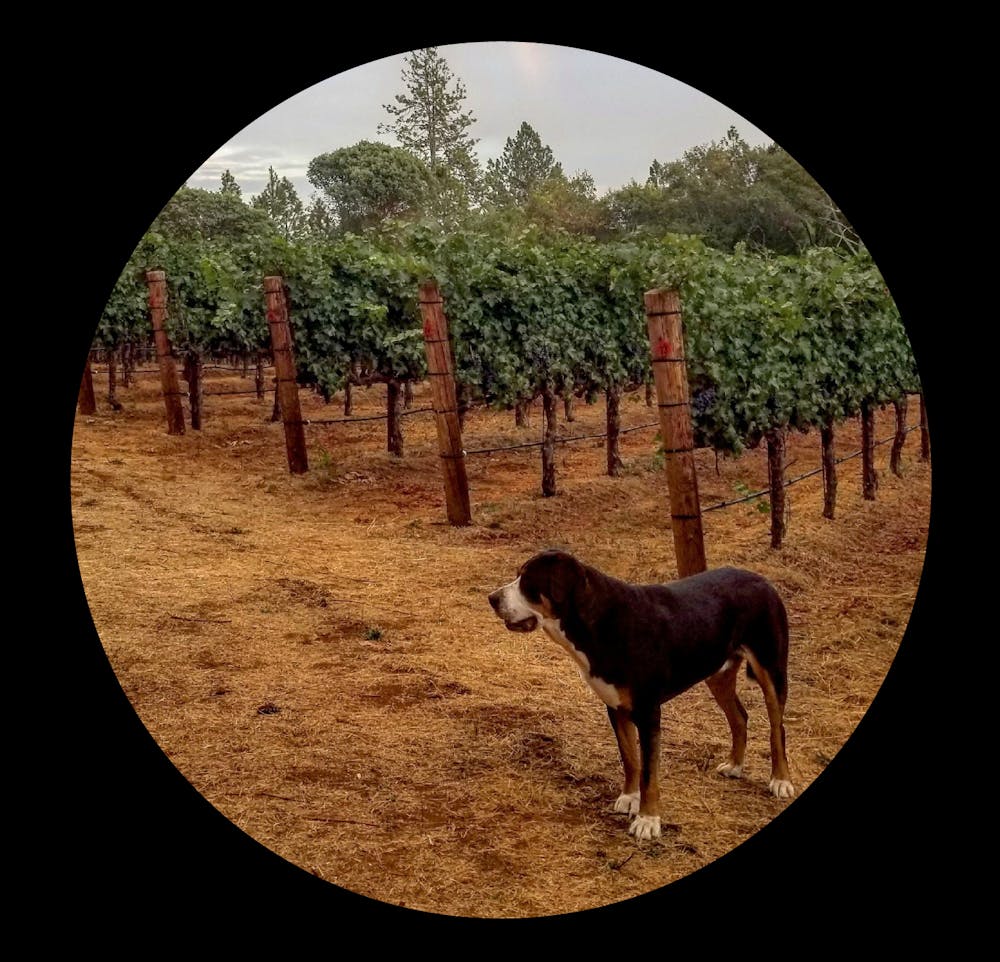 a large brown cow standing on top of a dirt field