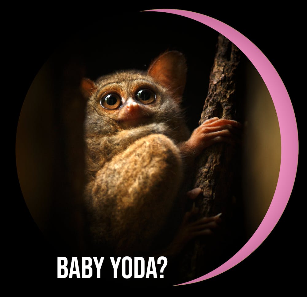 a close up of an animal