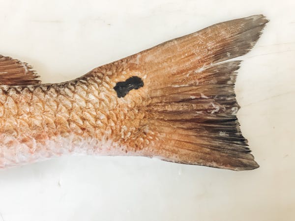 a close up of an animal