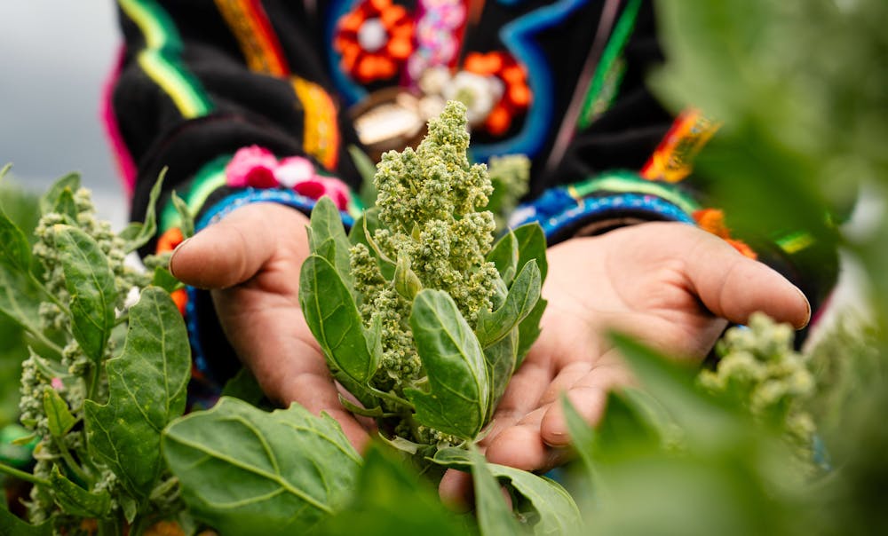 Quinoa whole grains being handled by farmer.