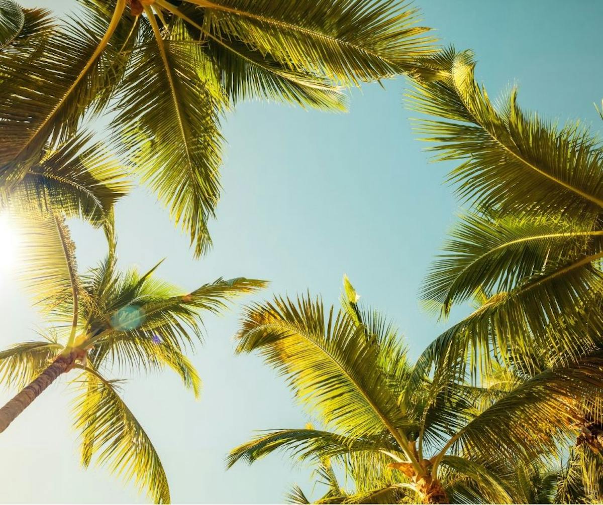 a beach with a palm tree