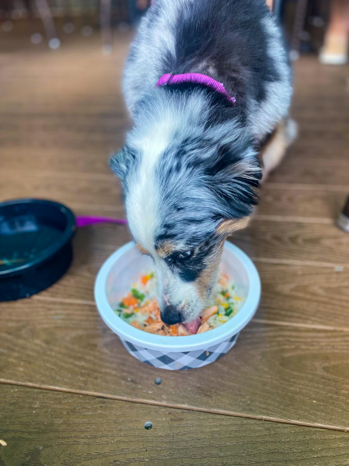 a dog is eating from a bowl on a table