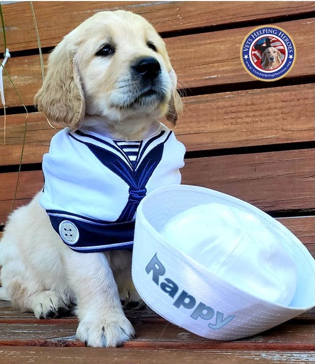 a dog sitting on a table