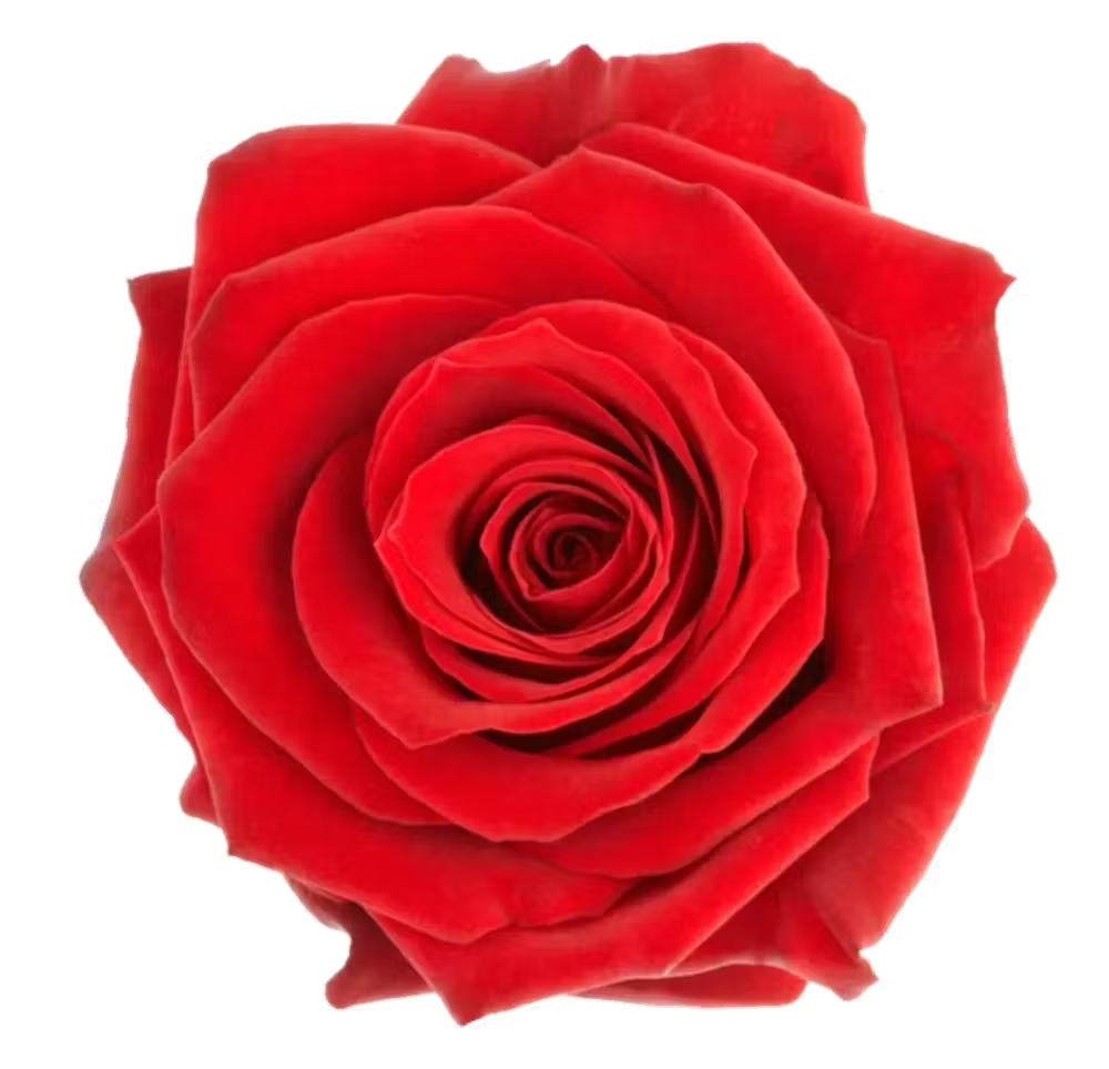 a close up of a flower