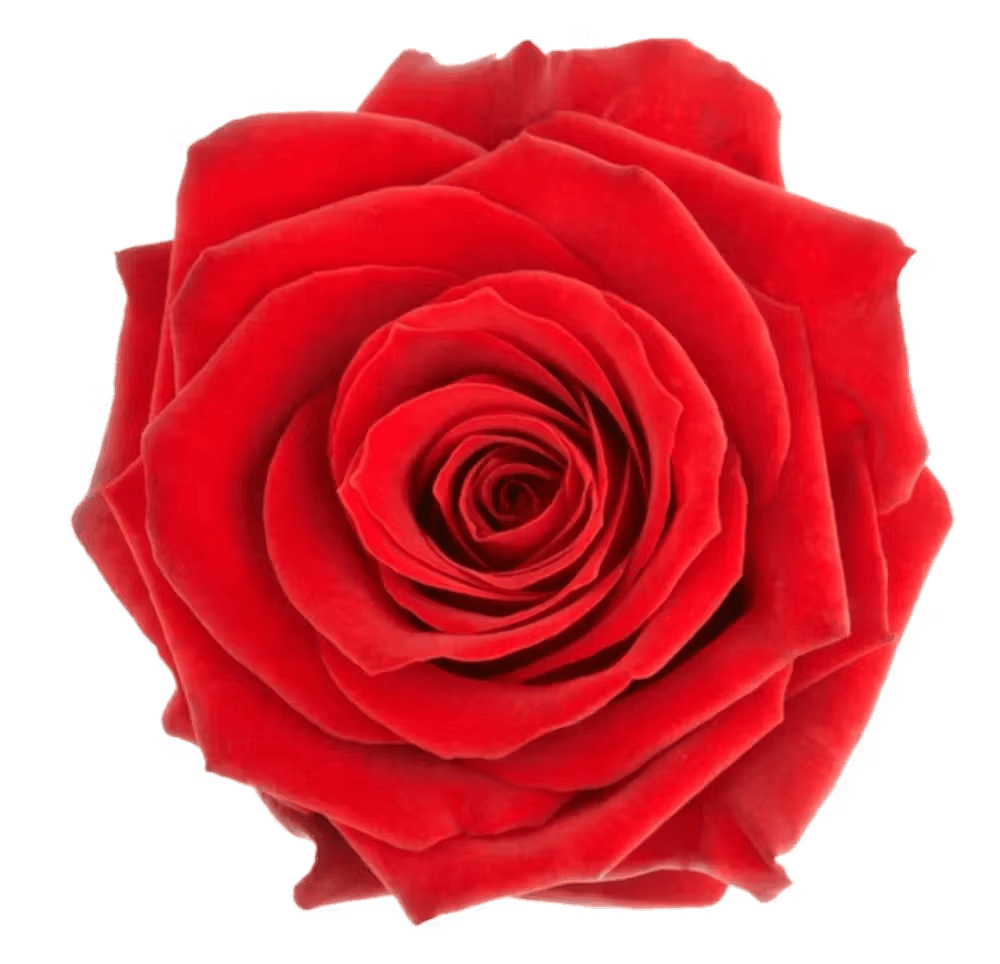 a close up of a flower