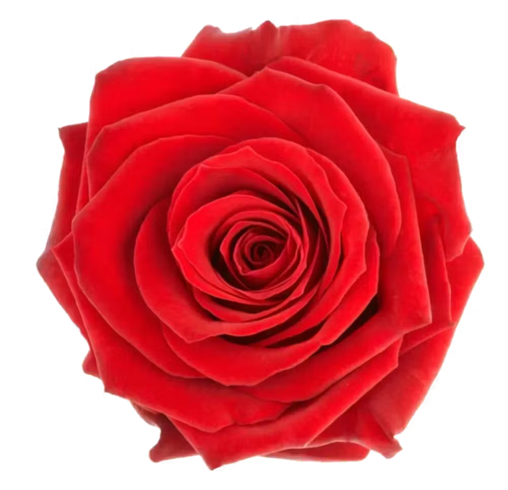 a close up of a flower