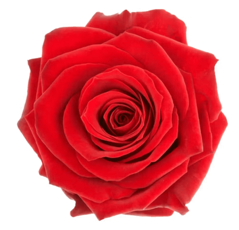 a close up of a flower