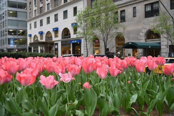 a pink flower is standing in front of a building