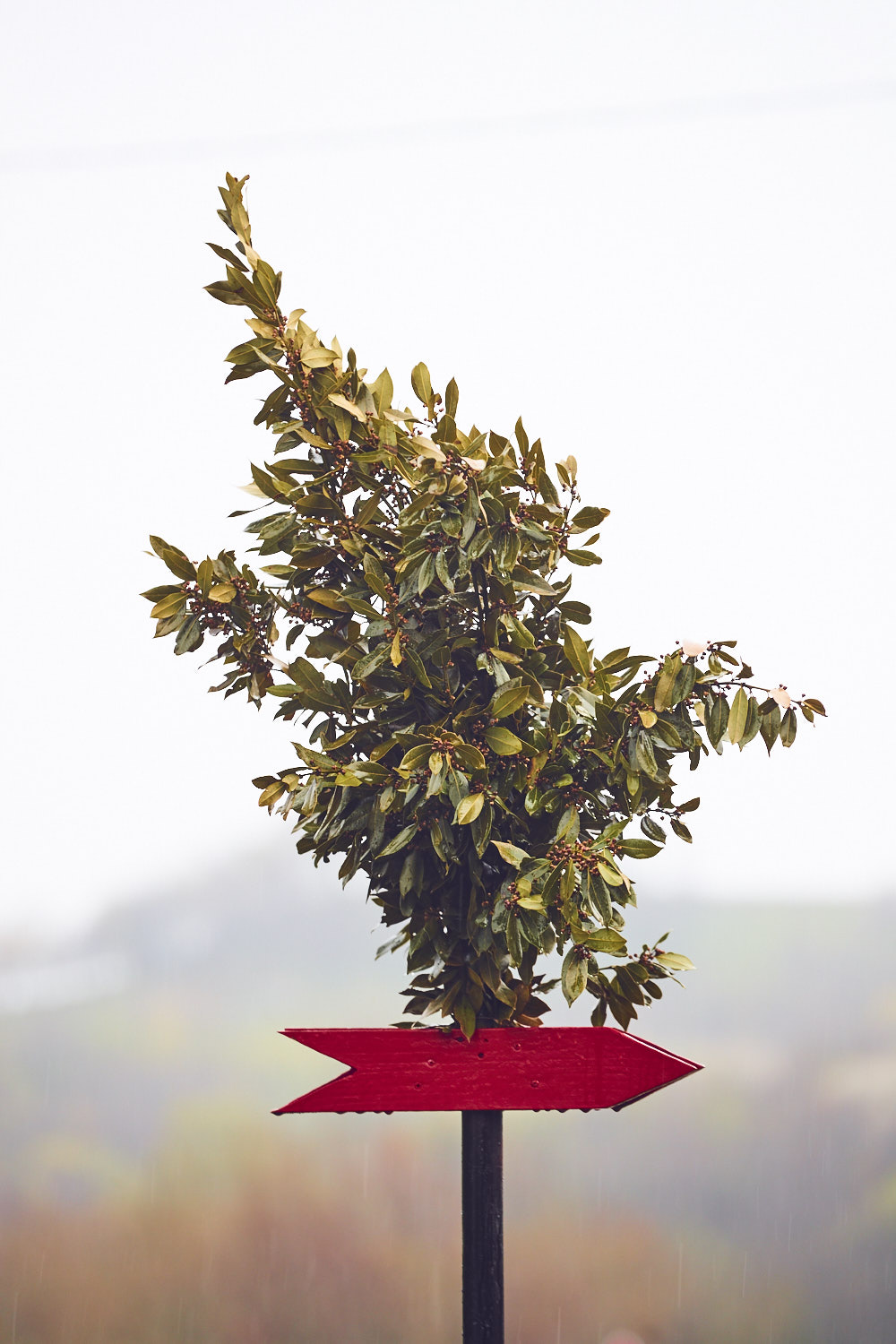 a group of palm trees on a sunny day