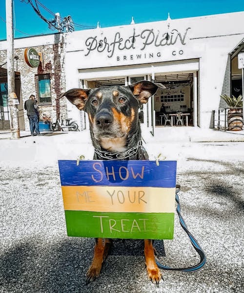 PAWDI GRAS Perfect Plain / Garden & Grain / The Well / Perennial