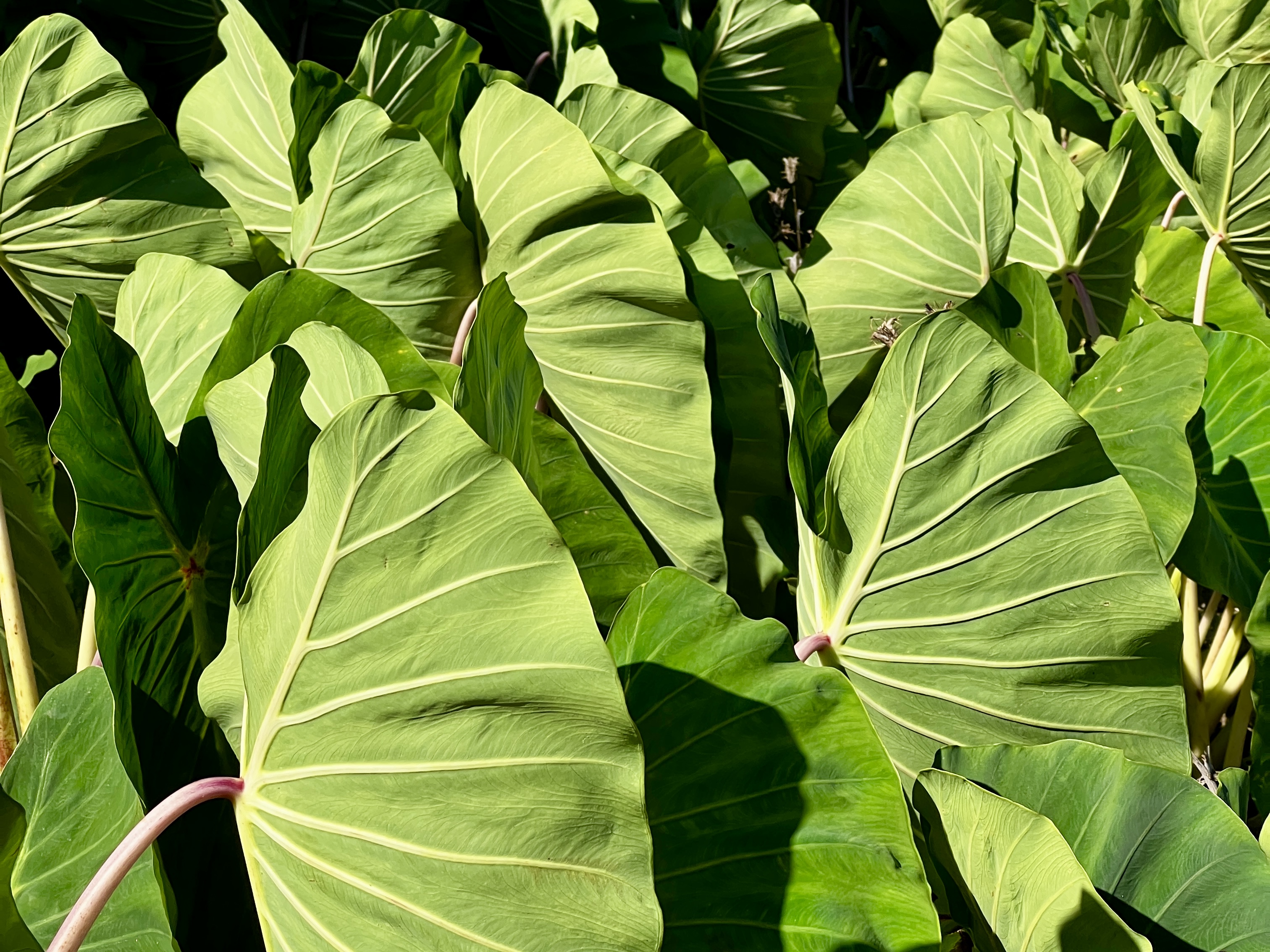 a large green leaves with pink veins