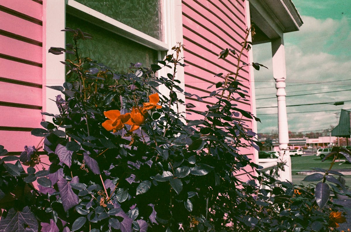 a tree in front of a building