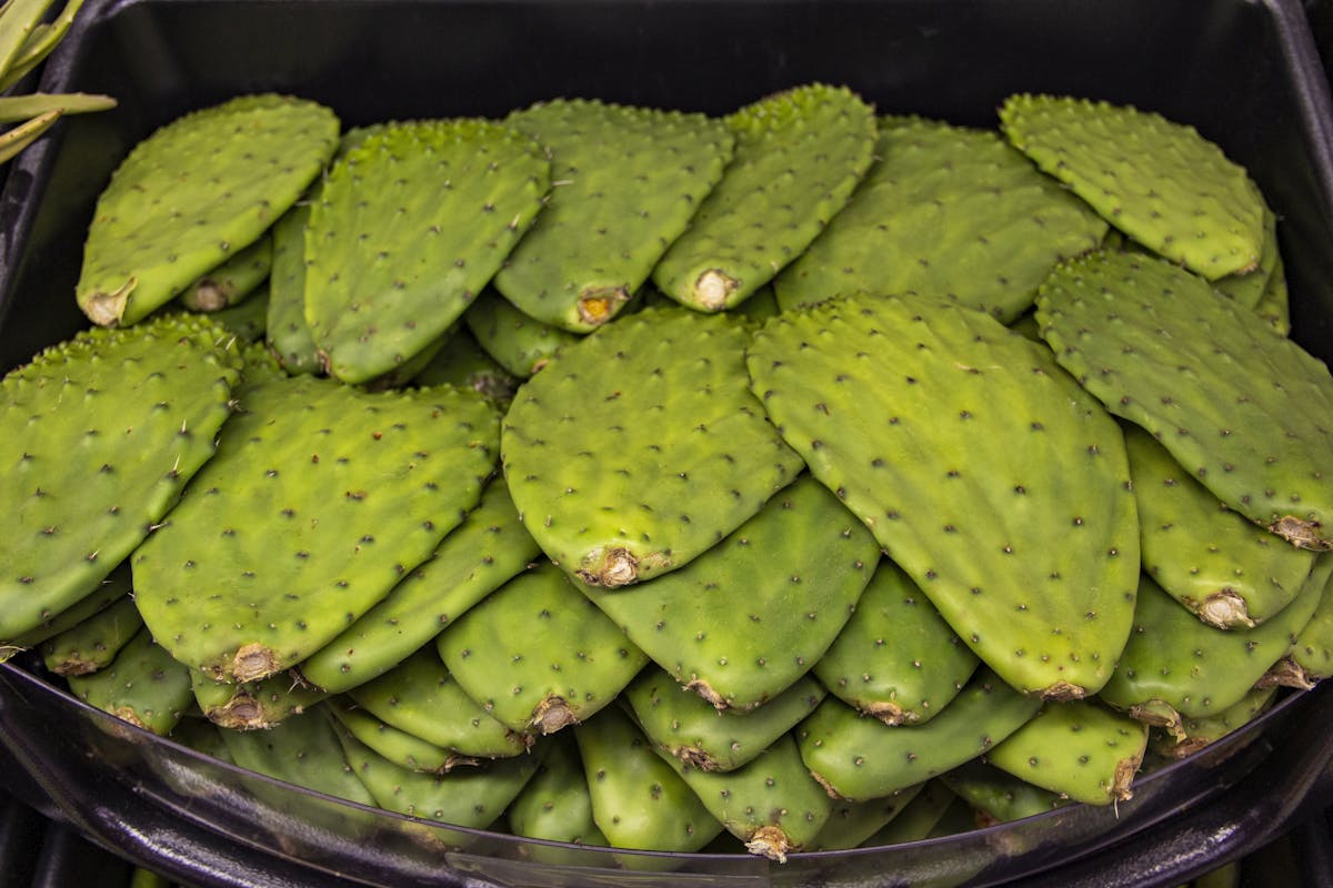 a cactus in a plastic container