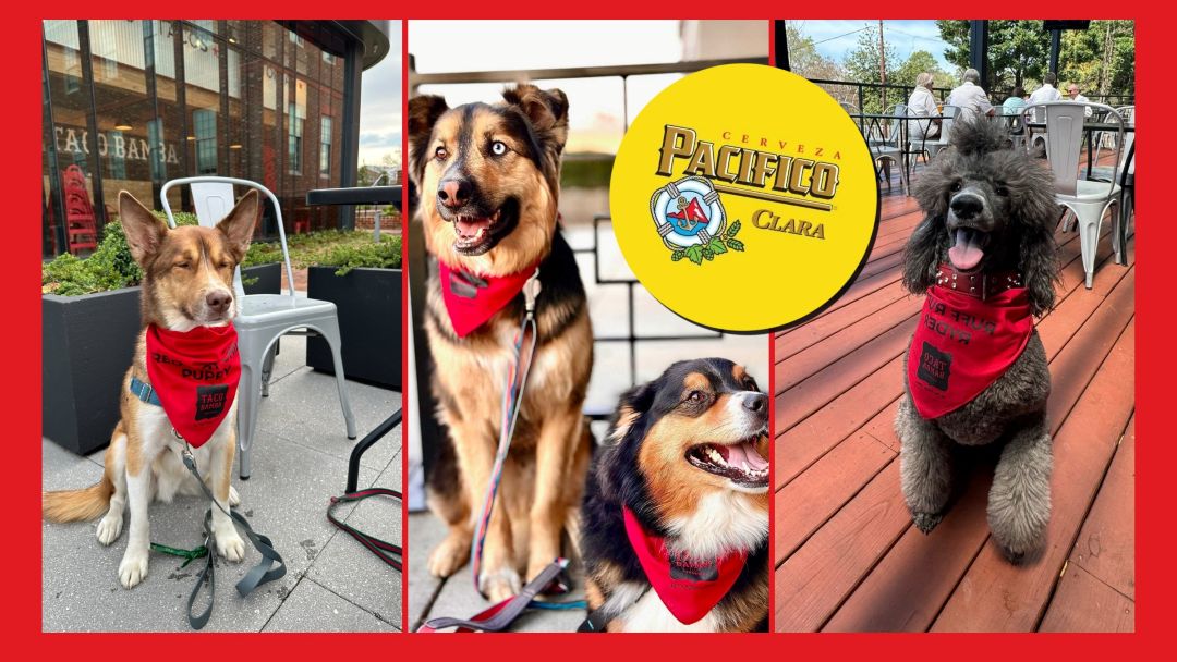 Three images of dogs on the dog-friendly Taco Bamba patios wearing free taco Bamba branded bandanas with a pacifico logo overimposed