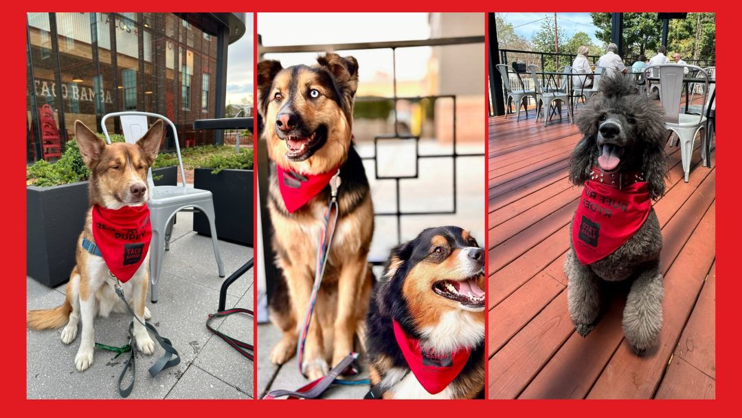Three images of dogs on the dog-friendly Taco Bamba patios wearing free taco Bamba branded bandanas