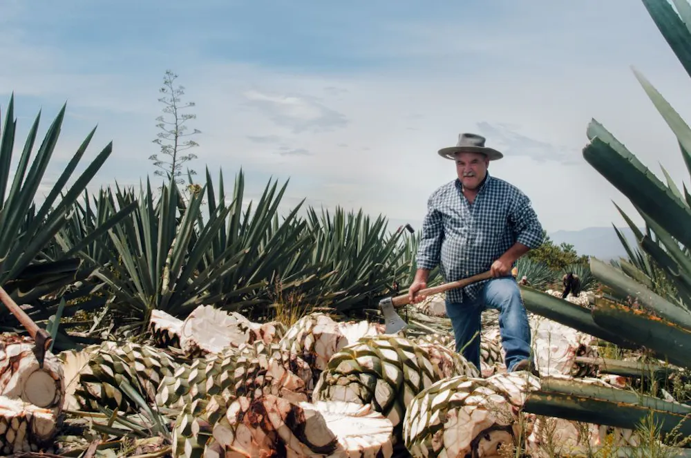 image of a farmer holding an axe standing above cleaned agave after a harvest to make mezcal with