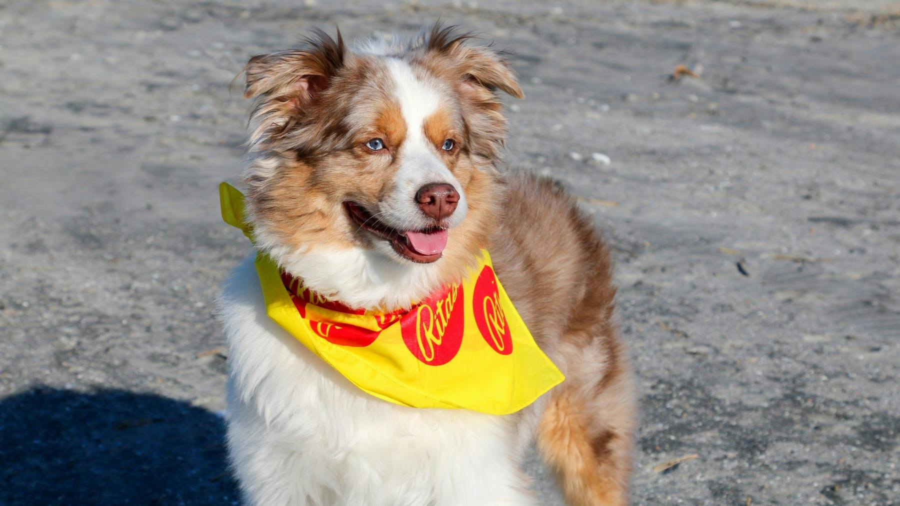 a dog wearing a yellow frisbee