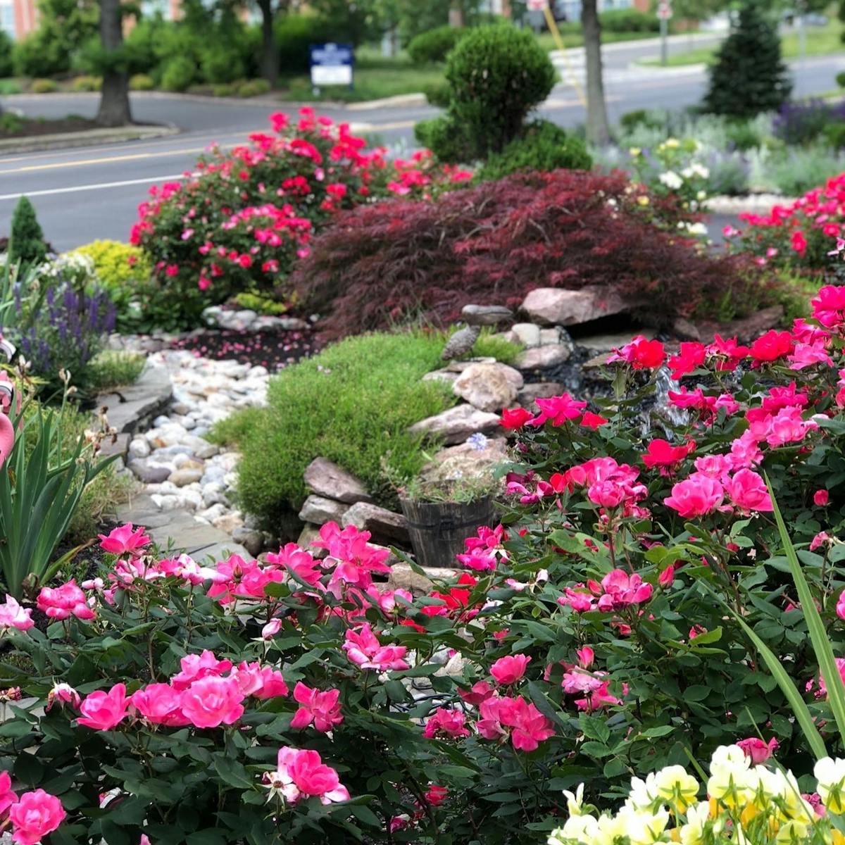 a large purple flower is in a garden