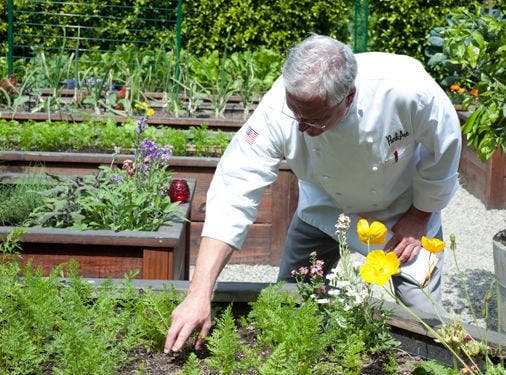 Chef David Slay in a white coat bends over a raised garden bed, tending to green plants and flowers, with rows of other garden beds and lush greenery visible in the background.