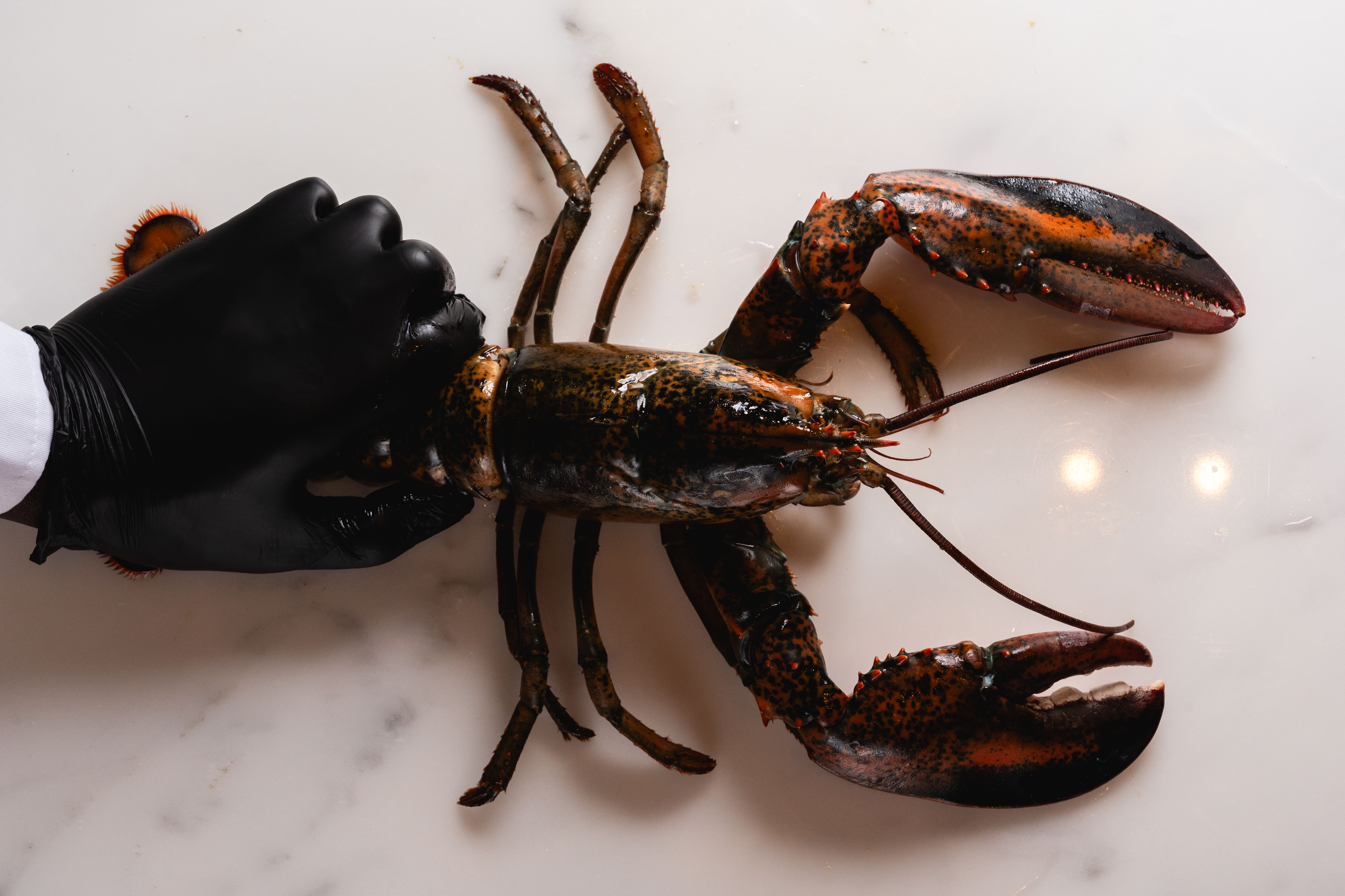 a plate with a fork and knife