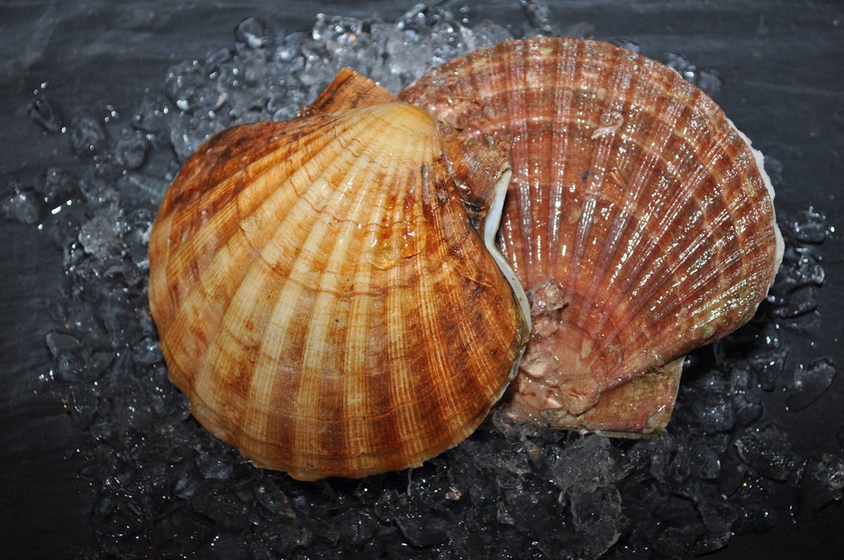 a close up of an animal