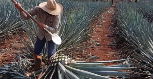 a person holding a plant