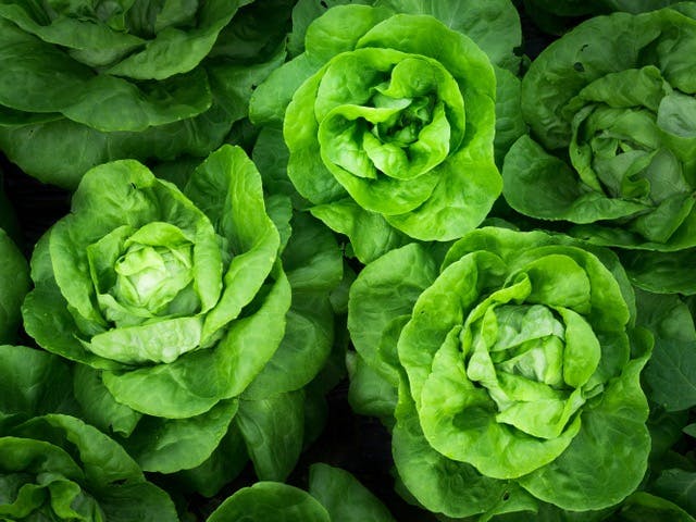 a group of lettuce