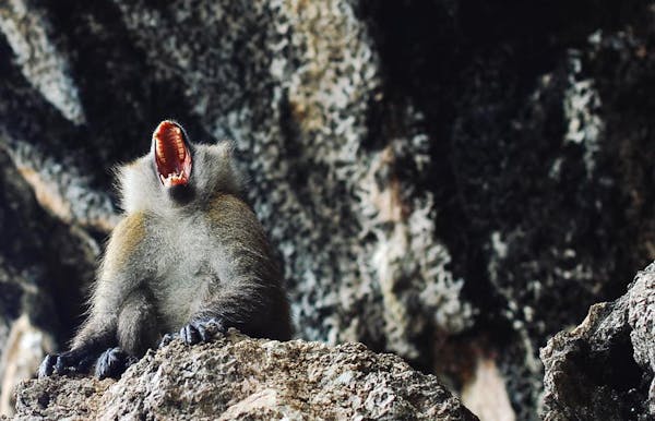 a monkey sitting on a rock