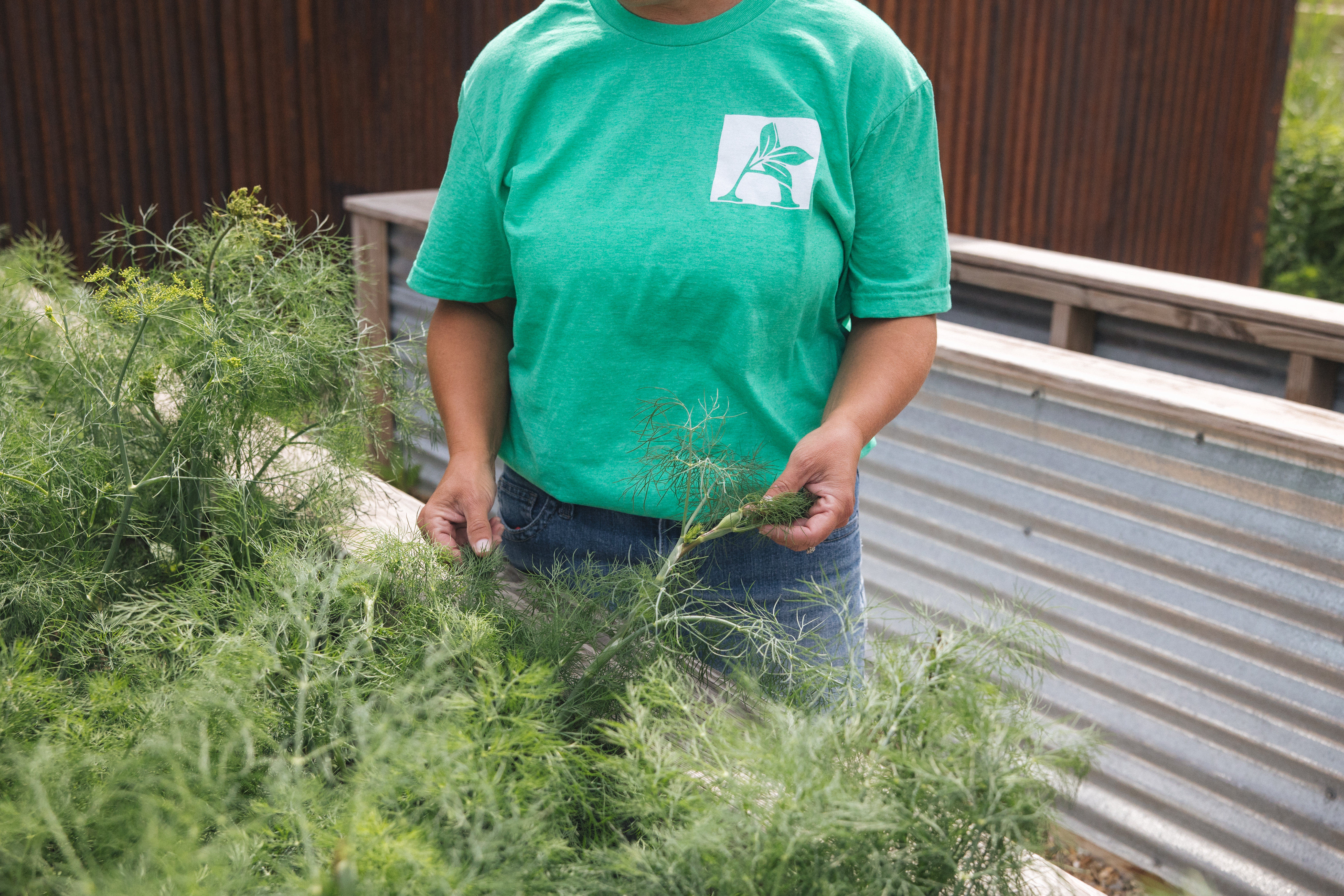 An Alwerdt's Gardens team member harvesting fresh herbs in the garden
