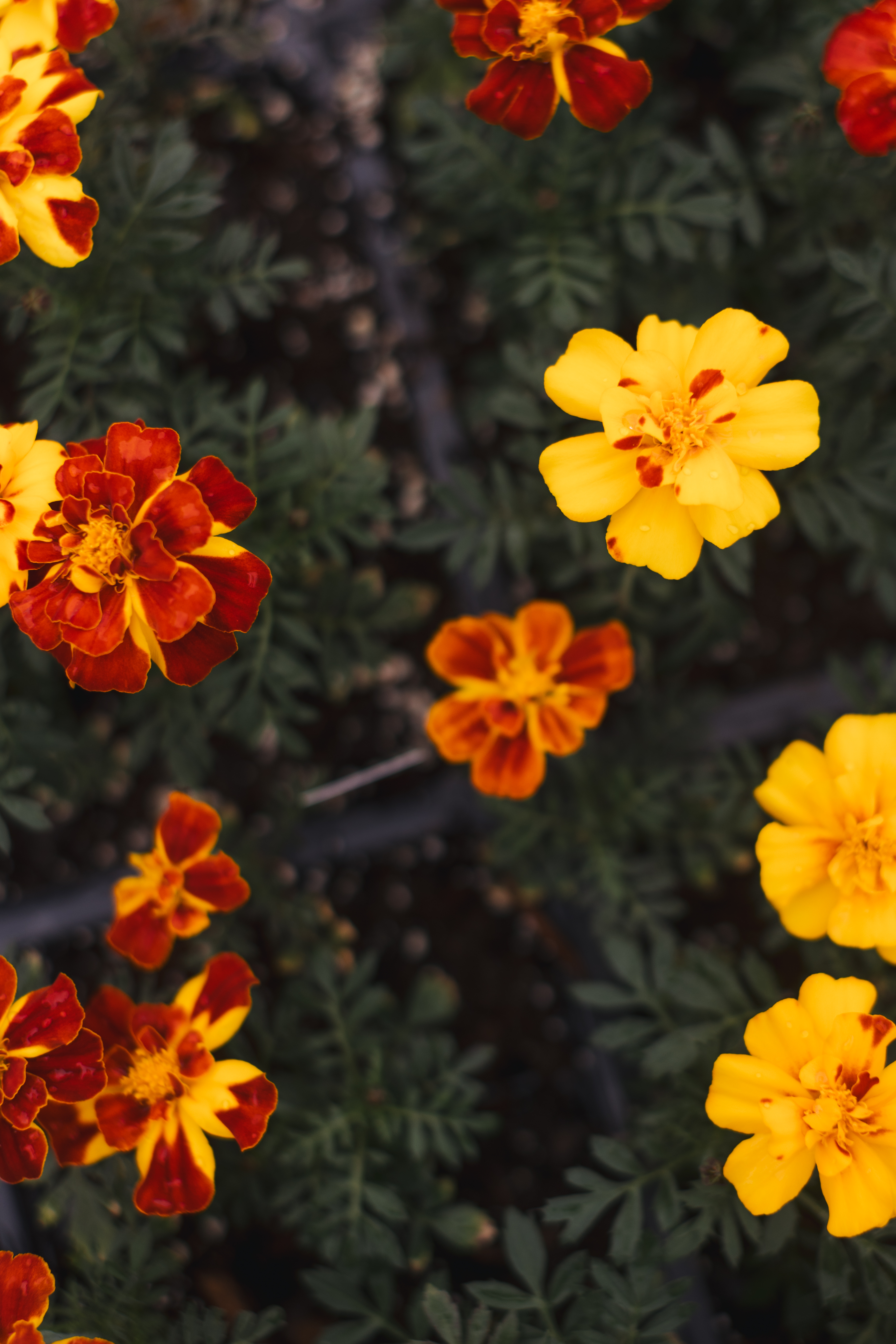 a vase of colorful flowers