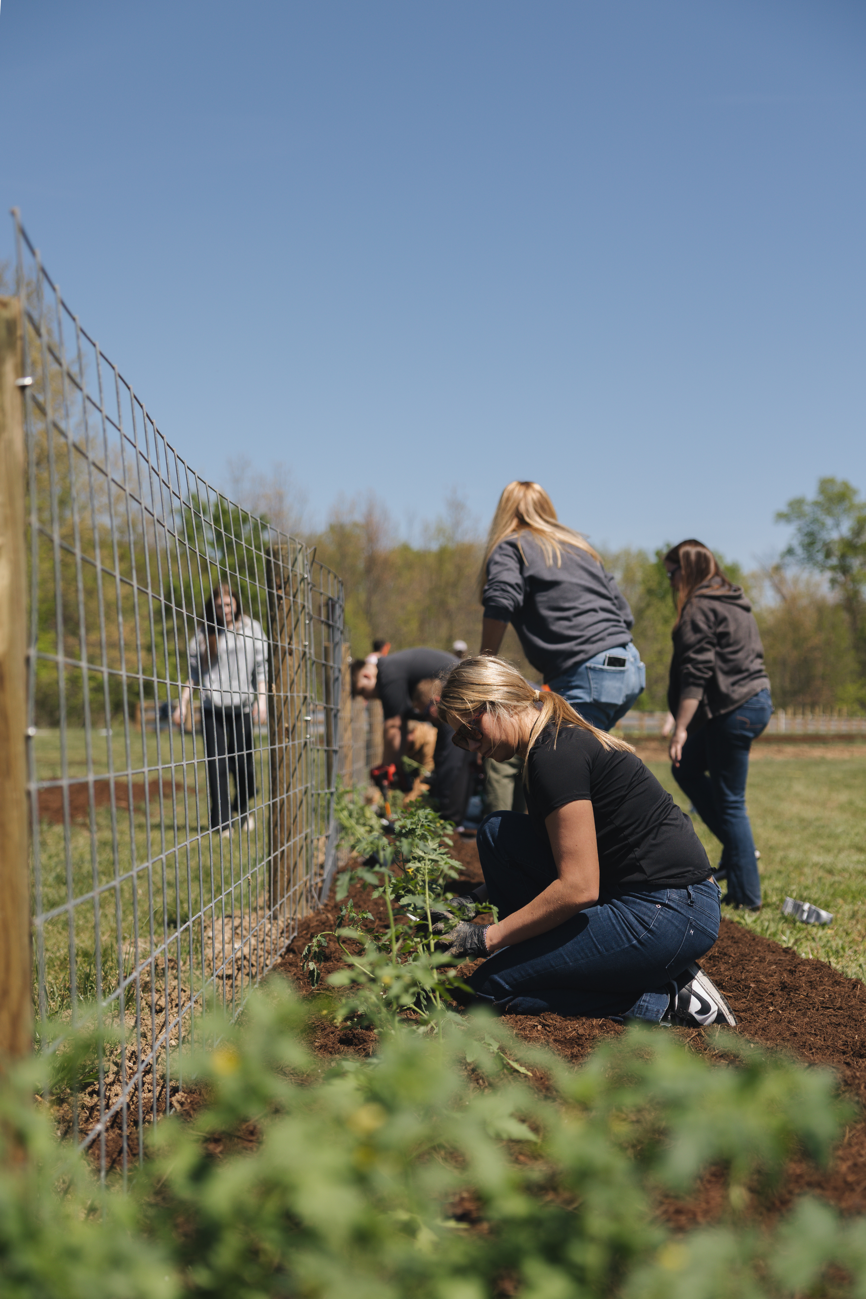 A Firefly Grill team member kneeling in the soil, planting seedlings on Farm Day