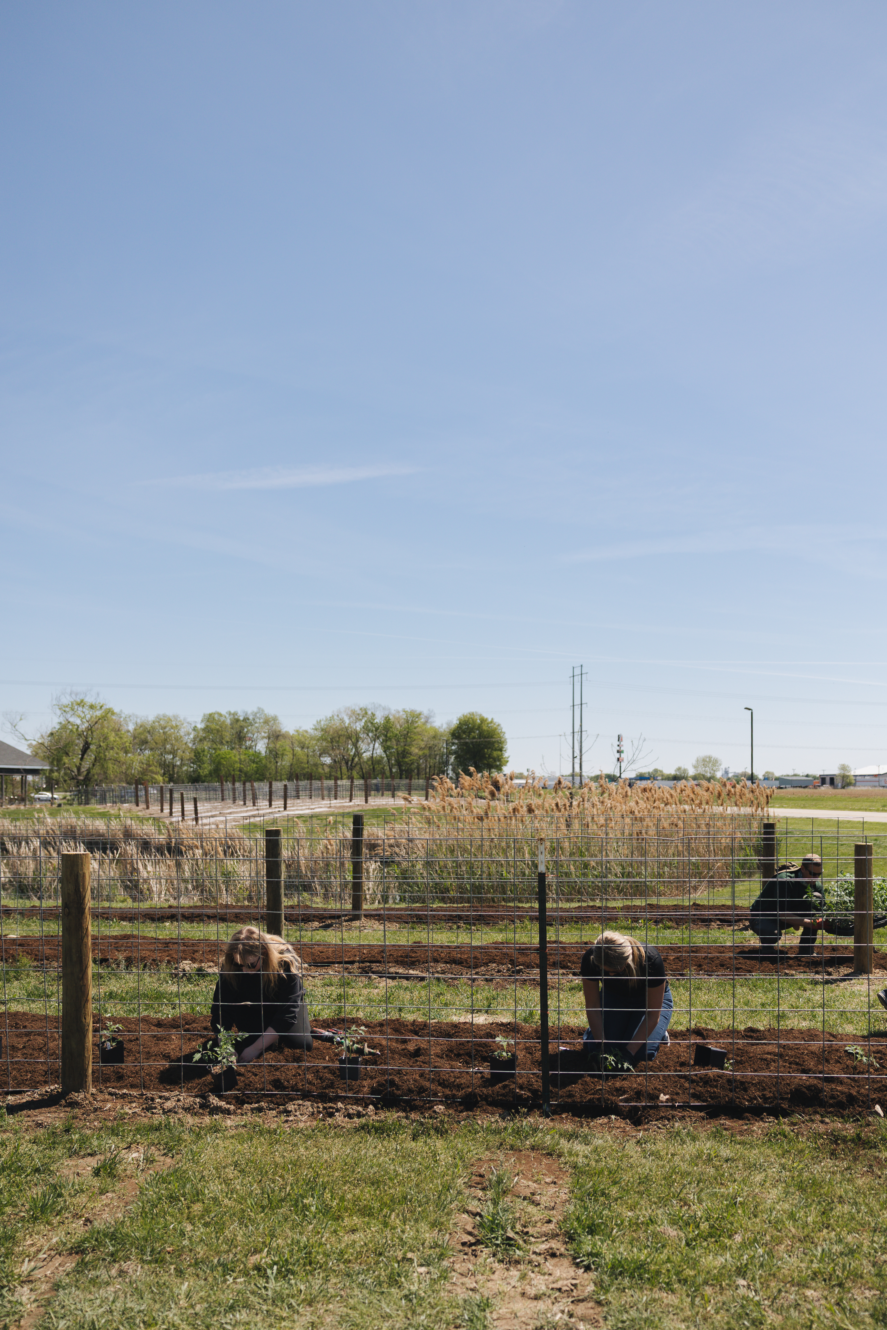 Firefly Grill staff planting together in rows along the garden fence line on Farm Day