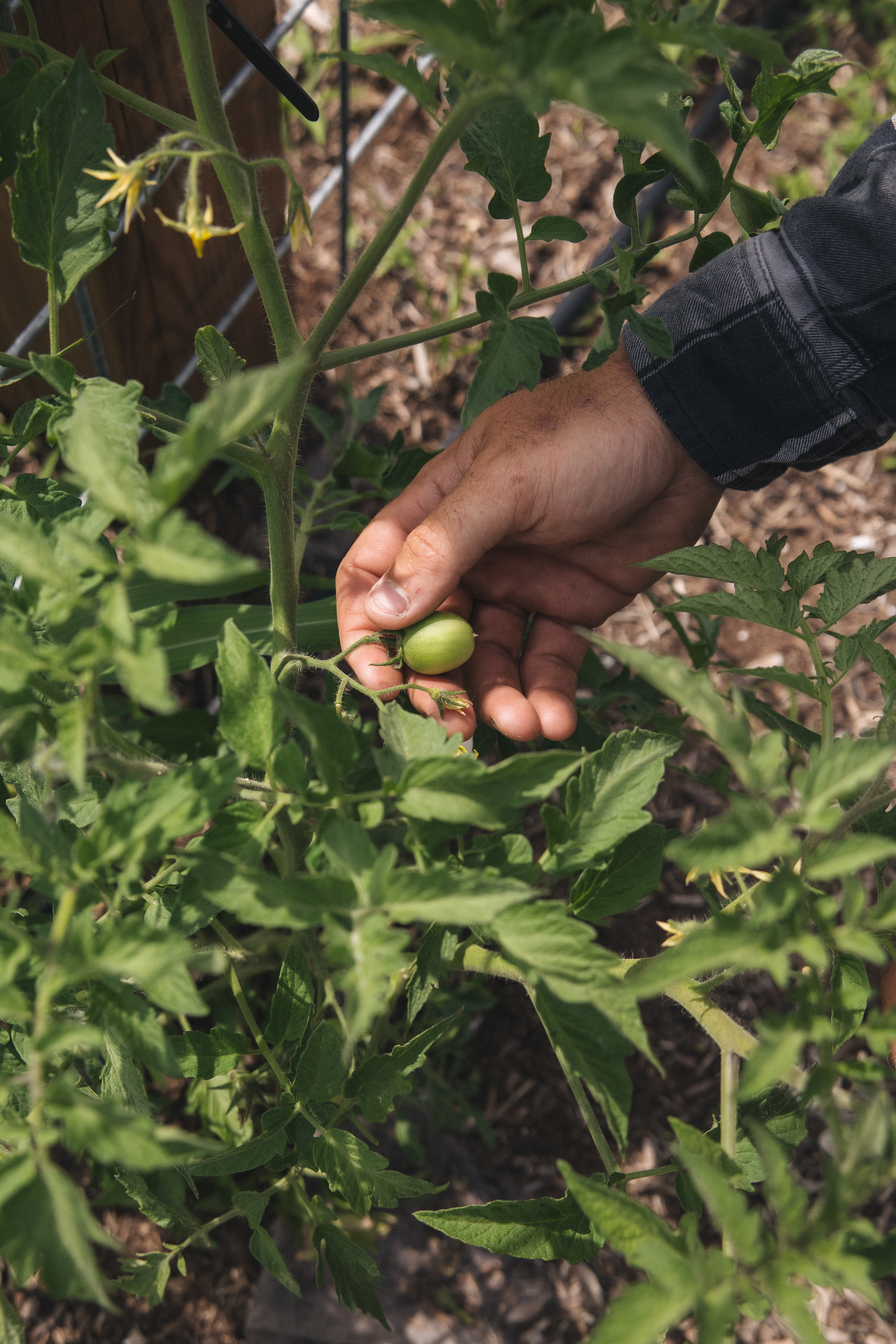 A hand picking a small green tomato from the vine
