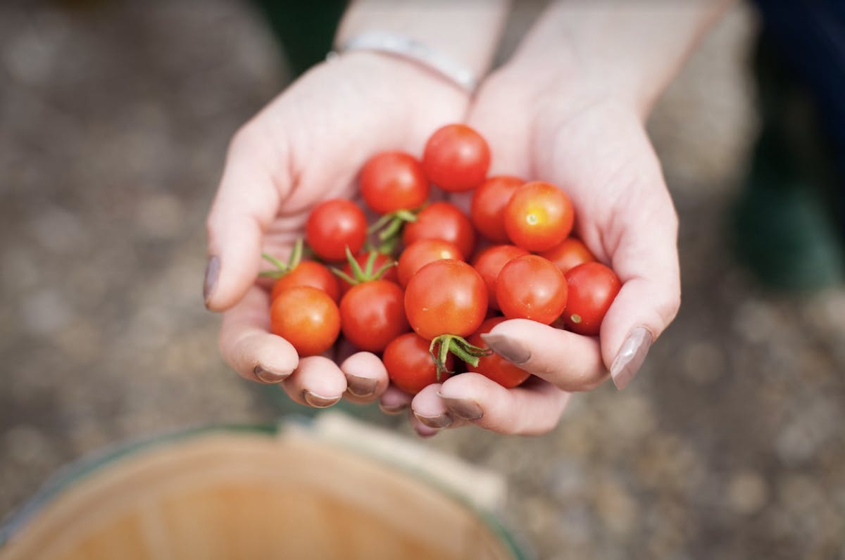 a hand holding an apple