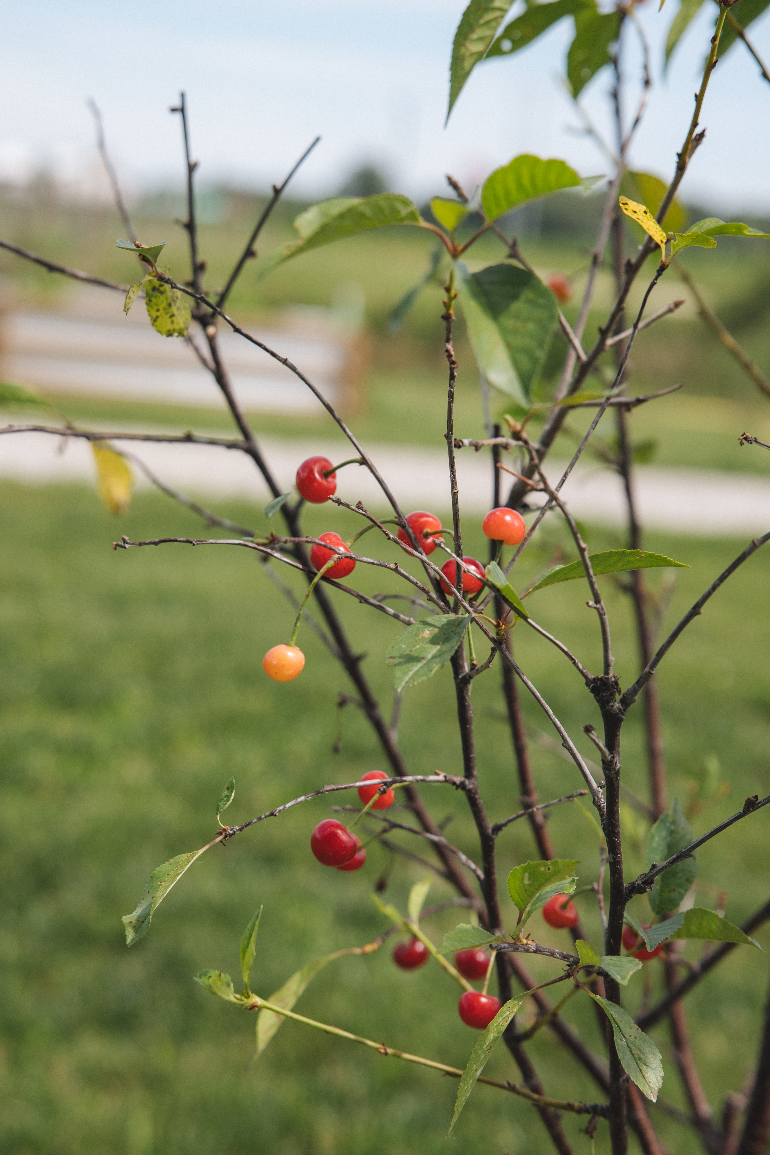 A tree branch heavy with bright red cherries at Firefly Farm
